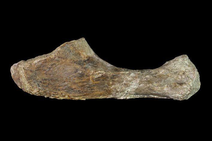 Fossil Amphibian (Eryops) Ulna Bone - Texas #143489